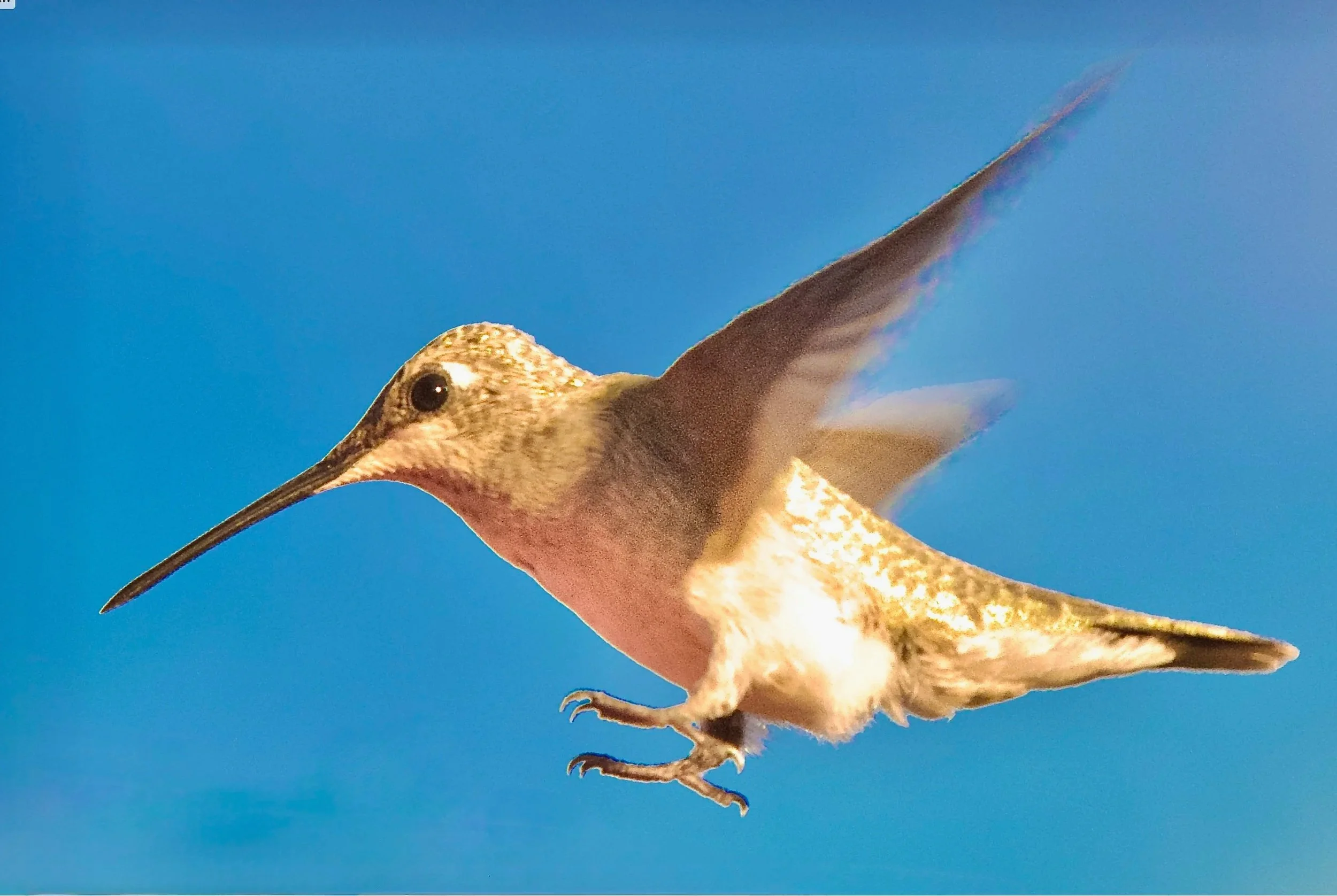 hummingbirds — INTRINSICATE